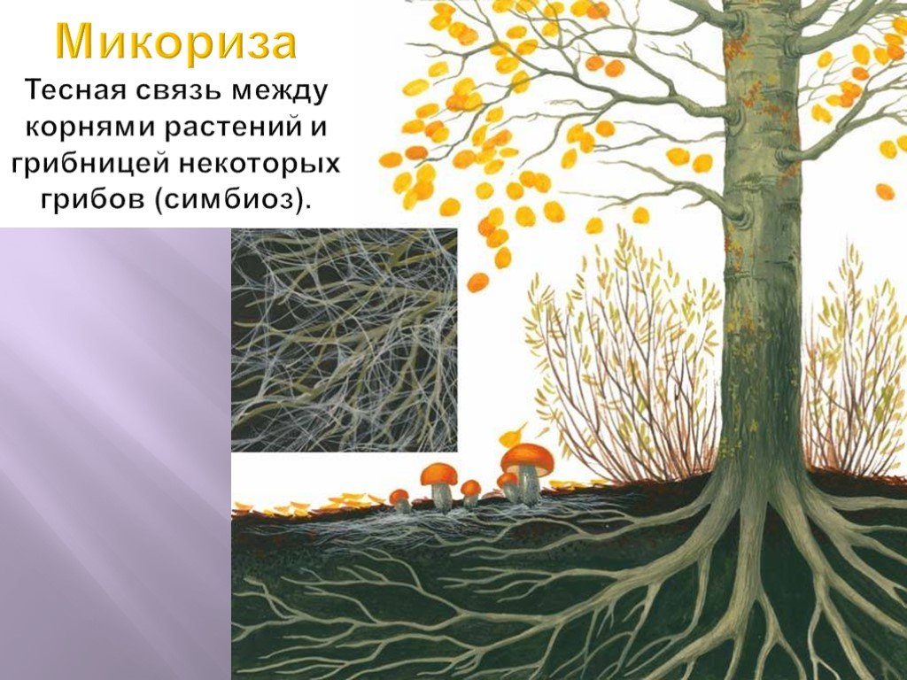 Шляпочный гриб и дерево. Микориза это симбиоз. Микориза мутуализм. Симбиоз микориза и растений. Микориза на корнях.