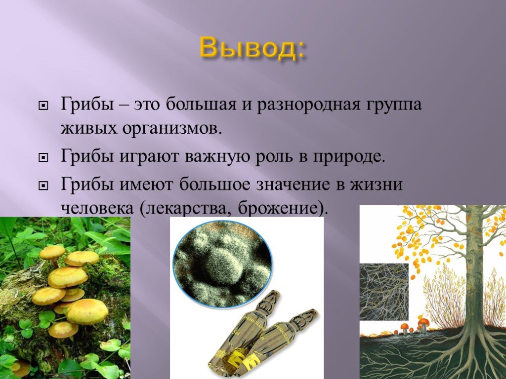 Сообщение значение грибов в природе. Царство грибов тело и грибница. Роль грибов в природе. Разнообразие грибов в природе. Роль грибов в жизни человека.
