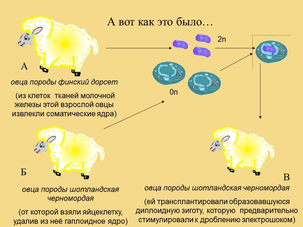 Этим способом появилась на свет овца. Клонирование овцы Долли. Овечка Долли схема клонирования. Соматические клетки для клонирования овцы. Финский Дорсет порода овец.