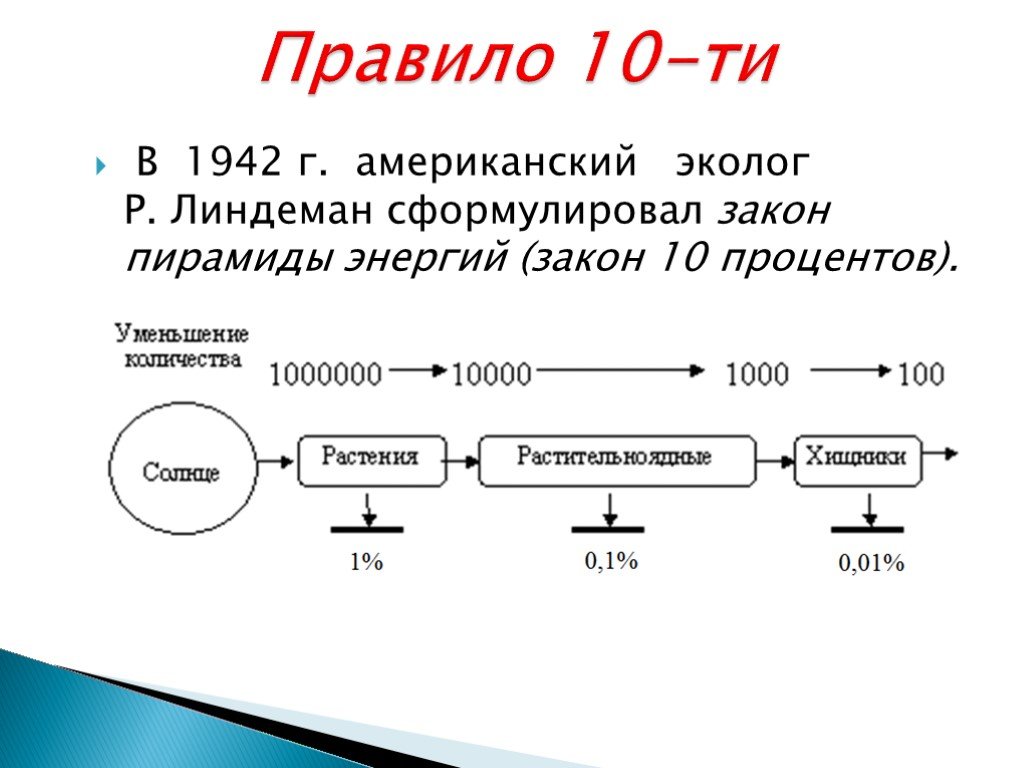 Закон 10. Правило 10 Линдемана. Правило Линдемана (правило 10 %). Правило экологической пирамиды р.Линдемана. Правило 10 процентов экология.