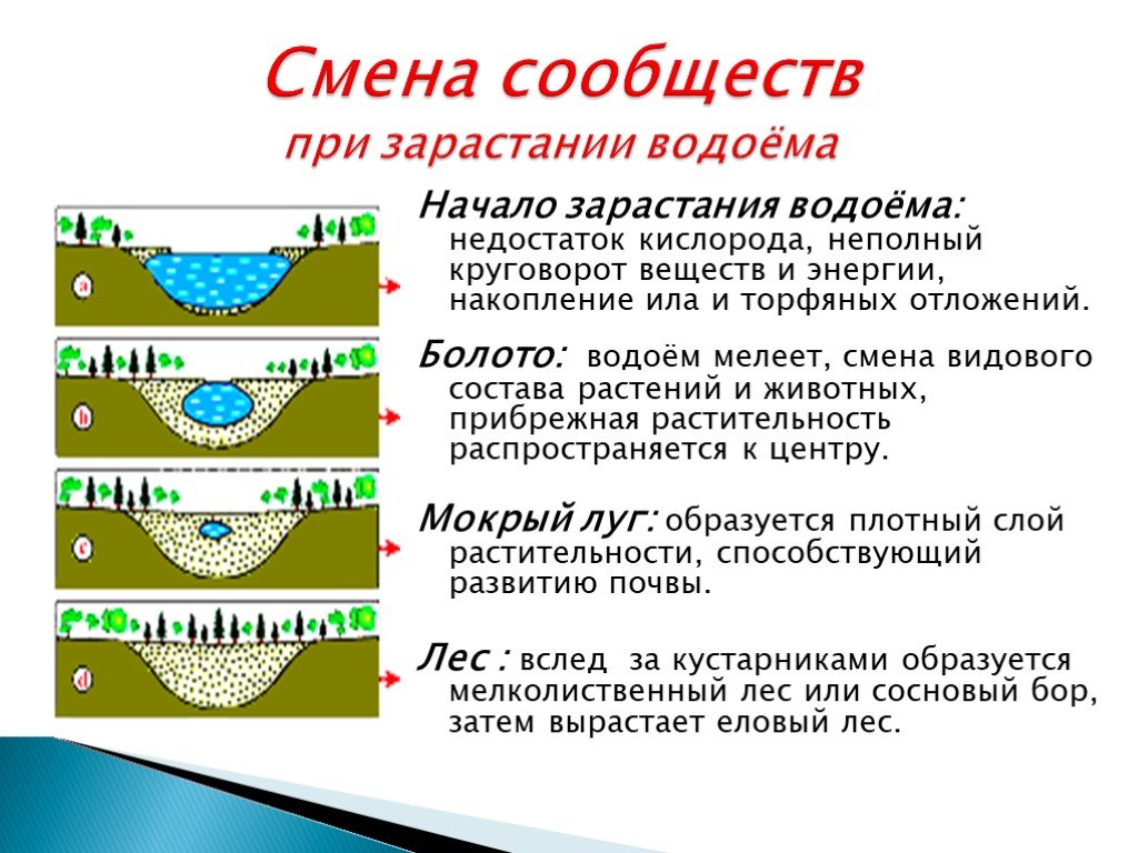 Укажите причины изменения естественного. Зарастание пруда сукцессия. Зарастание водоема. Этапы зарастания водоема. Схема зарастания водоема.