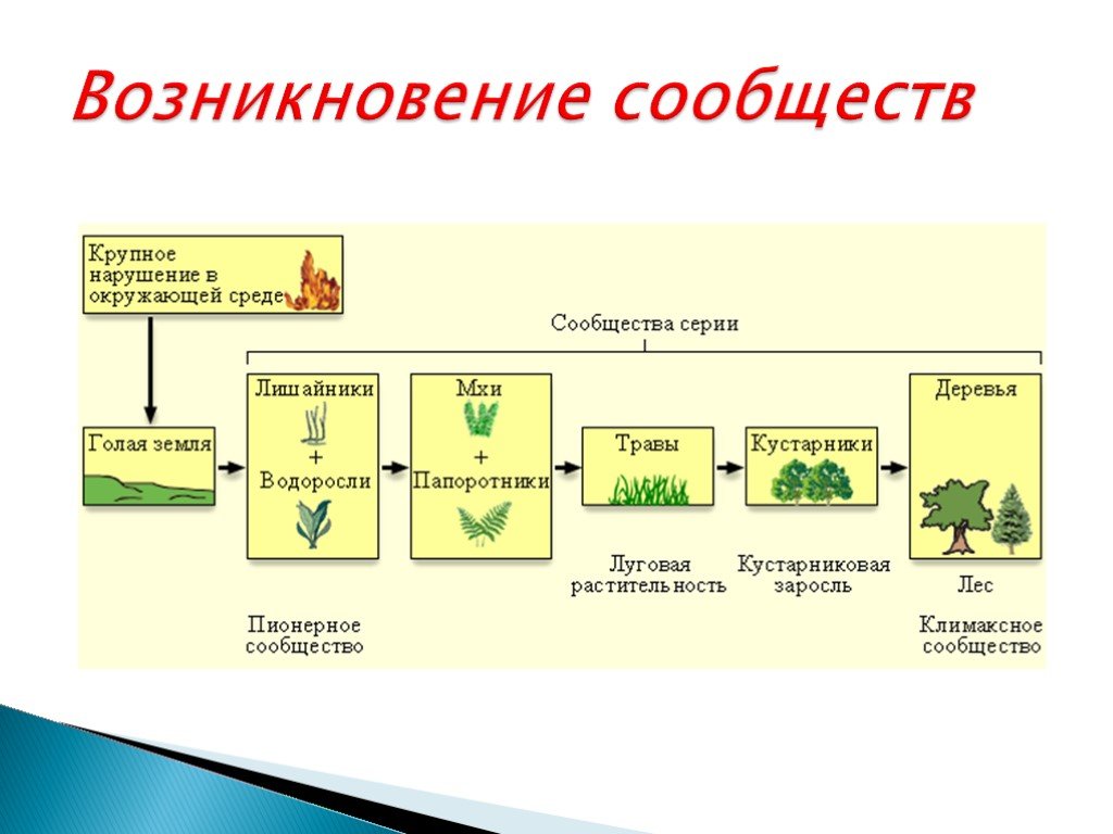 Структура растительного сообщества кратко биология 7 класс. Растительные сообщества схема. Происхождение экосистем. Этапы развития экосистемы. Эволюция экосистем.