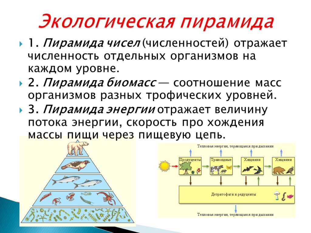 Вывод что отражают правила экологических пирамид