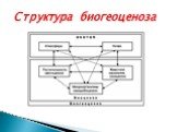 Структура биогеоценоза