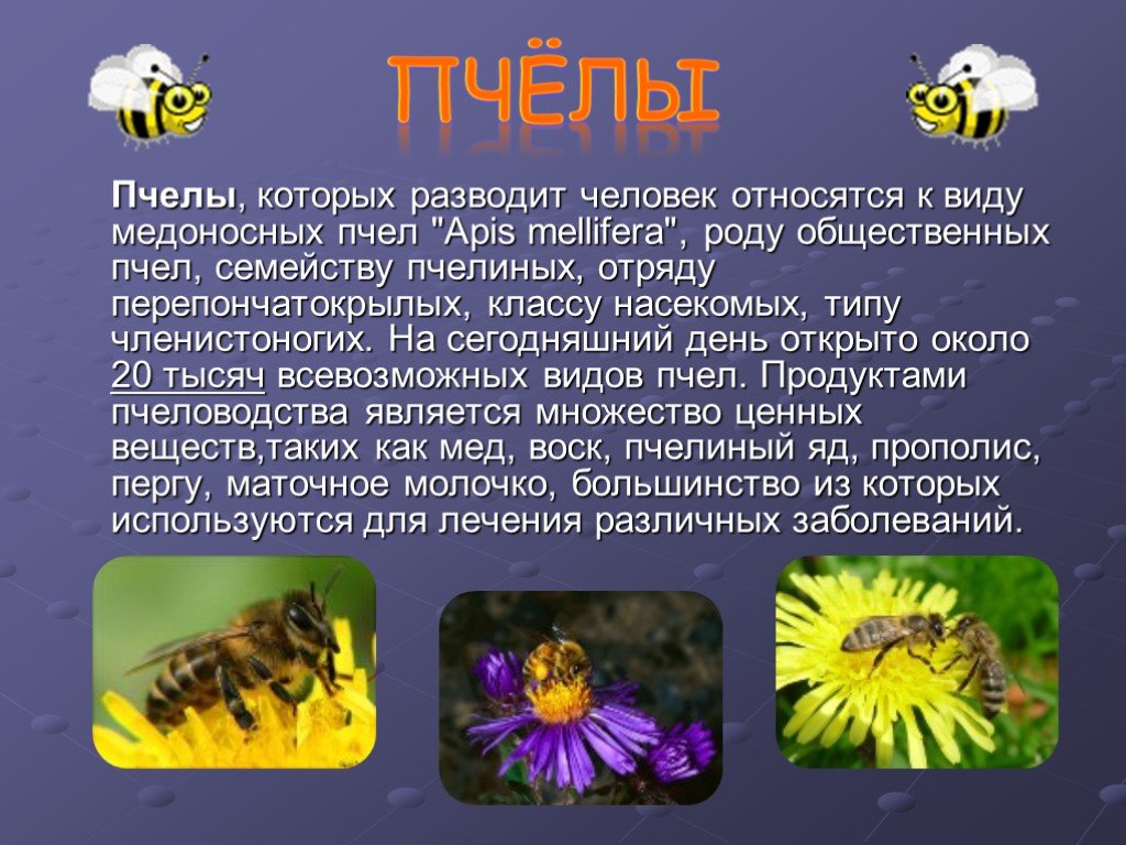 Информация о пчелах 2 класс окружающий. Сведения о пчелах. Рассказ о пчелах. Доклад о пчелах. Сообщение о пчелах 2 класс.