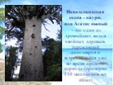 Новозеландская сосна - ка́ури, или Ага́тис ю́жный - это один из древнейших видов хвойных деревьев, переживший динозавров и встречавшийся уже во время юрского периода (примерно 150 миллионов лет назад)