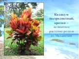 Кодиеум пестролистный, кротон – комнатное растение родом из Меланезии