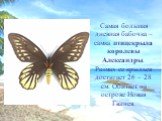Самая большая дневная бабочка – самка птицекрыла королевы Александры. Размах ее крыльев достигает 26 – 28 см. Обитает на острове Новая Гвинея.
