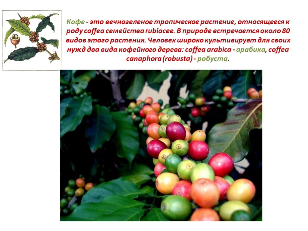 Проект по биологии кофе вред или польза. Кофе в природе растение. Растение семейства кофе. Вечнозеленое кофейное дерево. Презентация кофейное дерево.