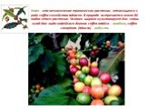 Кофе - это вечнозеленое тропическое растение, относящееся к роду coffea семейства rubiacee. В природе встречается около 80 видов этого растения. Человек широко культивирует для своих нужд два вида кофейного дерева: coffea arabica - арабика, coffea canaphora (robusta) - робуста.