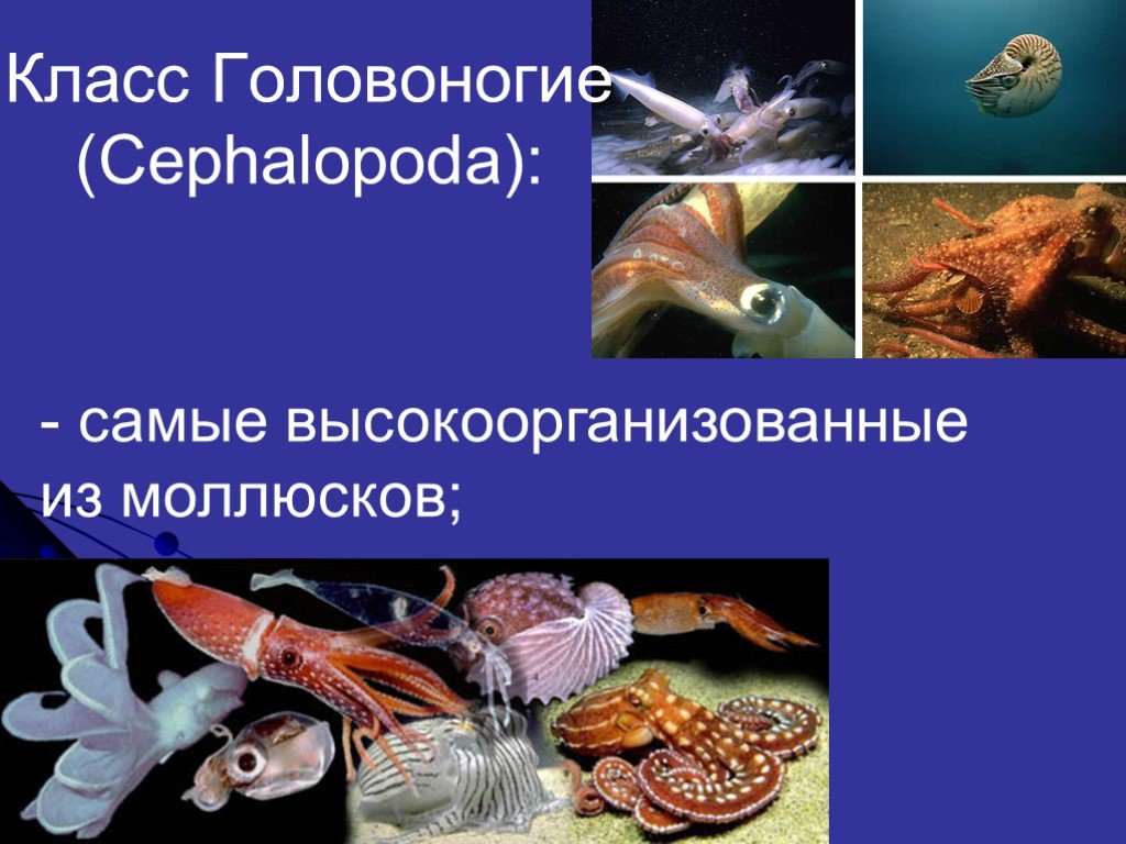 Половая головоногих. Высоко органищованые молбски. Наиболее высокоорганизованные моллюски являются. К наиболее высокоорганизованным из моллюсков относятся.