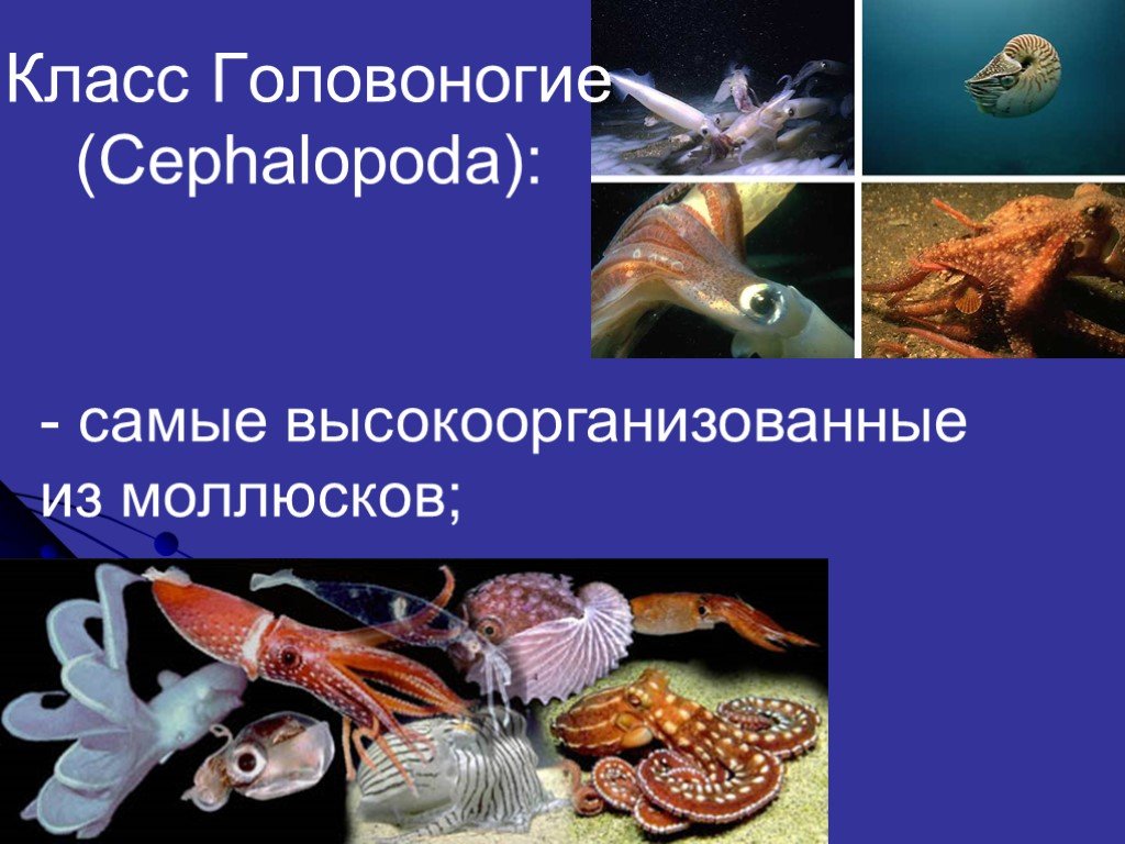 Биология класс головоногие моллюски. Головоногие моллюски, класс Cephalopoda. Половая система головоногих моллюсков. Высокоорганизованные моллюски. Класс головоногие половая система.