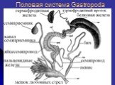 Половая система Gastropoda