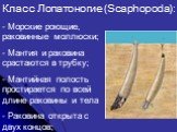 Класс Лопатоногие (Scaphopoda): - Морские роющие, раковинные моллюски; Мантия и раковина срастаются в трубку; - Мантийная полость простирается по всей длине раковины и тела - Раковина открыта с двух концов;