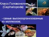 Класс Головоногие (Cephalopoda): - самые высокоорганизованные из моллюсков;