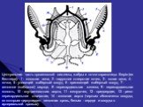 Центральная часть кровеносной системы, жабры и почки каракатицы Sepia (из Кестнера): 1 - головная вена, 2 - наружное отверстие почек, 3 - полая вена, 4 - почка, 5 - уносящий жаберный сосуд, 6 - приносящий жаберный сосуд, 7 - венозное (жаберное) сердце, 8 - перикардиальная железа, 9 - перикардиальная