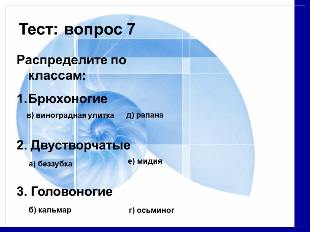 Распределить по классам брюхоногие.