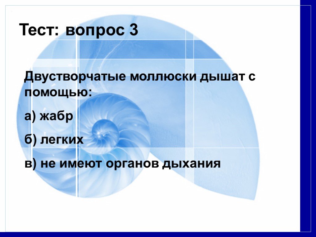 Моллюски дышат с помощью жабр. Вопросы на тему моллюски. Моллюски дышат с помощью. Вопросы по моллюскам.