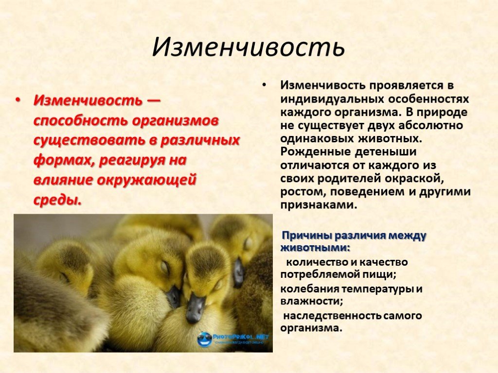 Несколько существование