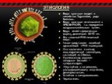 этиология. Вирус краснухи входит в семейства Togaviridae, рода Rubivirus. Вирус краснухи не относится к АРБОВИРУСАМ, т.к. передается воздушно-капельным путем. Вирус имеет сферическую форму, диаметром 50-70 нм. Это сложный РНК-геномный вирус. Геном представлен линейной однонитевой +РНК молекулой. Она