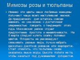 Мимозы розы и тюльпаны. Именно эти цветы наши любимые женщины получают чаще всего наступившей весной. До праздничного дня осталось совсем немного, но уже можно с достаточной уверенностью говорить о тенденциях этого года. Московский регион отдает предпочтение простоте и ненавязчивости. На 8 марта сле