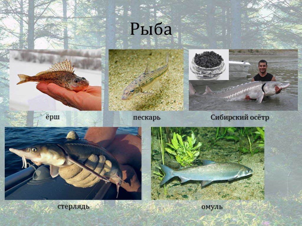 Почему стала плохо ловиться рыба васюткино. Ёрш Сибирский. Осетр это в Васюткино озеро. Какие рыбы Васютка рыбы. Какие рыбы Васютка рыбы фото.
