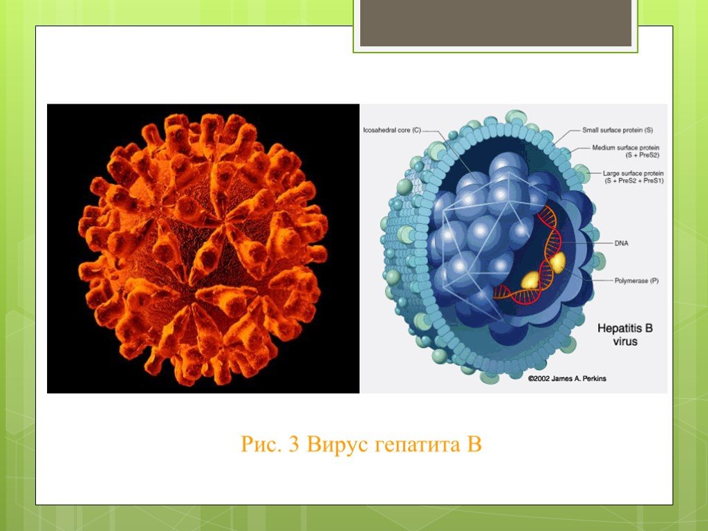 Гепатит в презентация