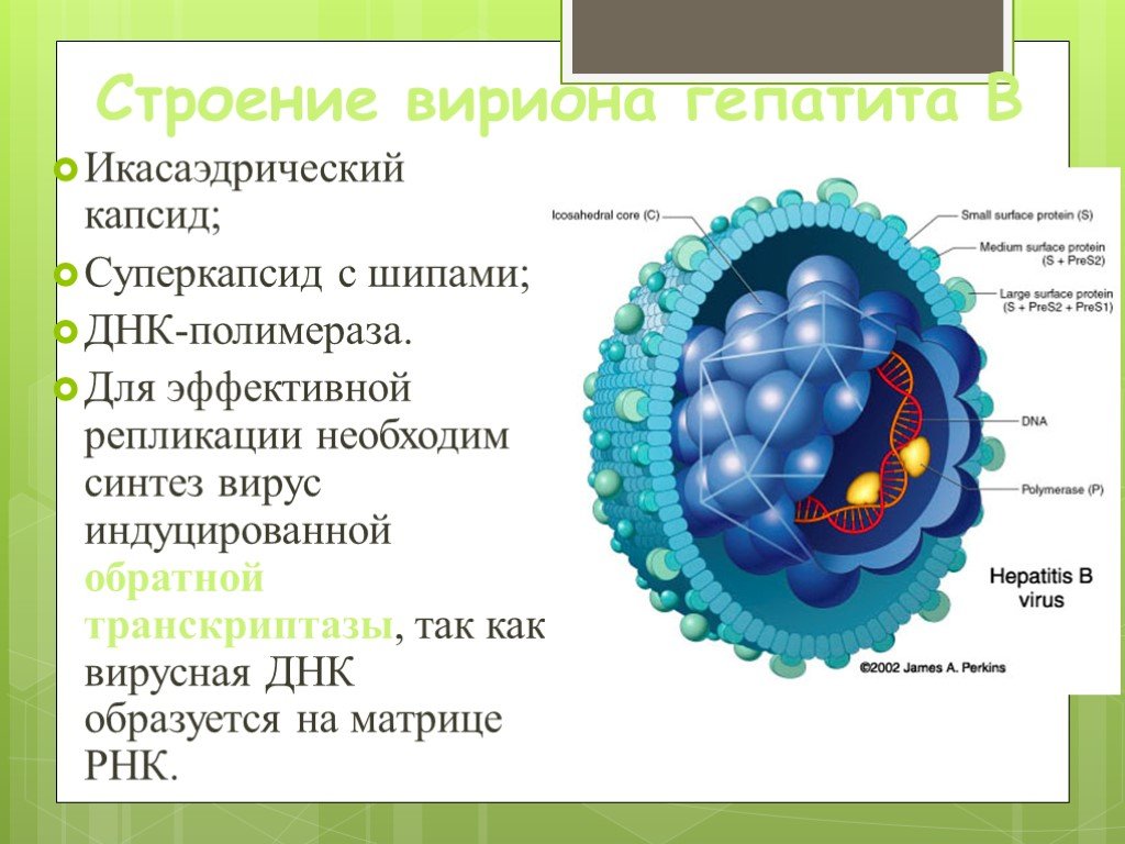 Гепатит b презентация