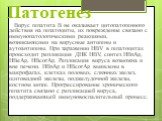 Патогенез. Вирус гепатита В не оказывает цитопатогенного действия на гепатоциты, их повреждение связано с иммунопатологическими реакциями, возникающими на вирусные антигены и аутоантигены. При заражении HBV в гепатоцитах происходит репликация ДНК HBV, синтез HBsAg, HBeAg, HBcorAg. Репликация вируса 