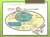 Репродукция вируса гепатита В