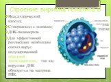 Строение вириона гепатита В. Икасаэдрический капсид; Суперкапсид с шипами; ДНК-полимераза. Для эффективной репликации необходим синтез вирус индуцированной обратной транскриптазы, так как вирусная ДНК образуется на матрице РНК.