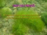 МИР РАСТЕНИЙ. Распространены преимущественно одноклеточные зеленые водоросли.