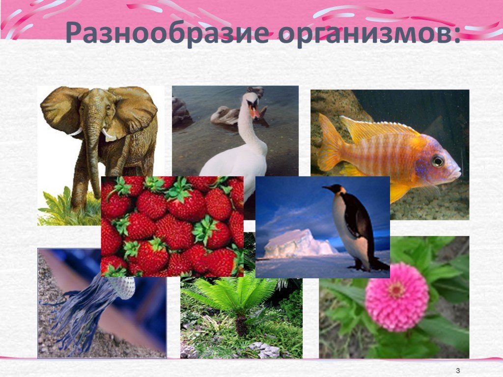 Класс многообразие организмов. Многообразие организмов фото. Организм единое целое многообразие организмов. Многообразие организмов организмы имеющие. Многообразие организмов интересные факты.