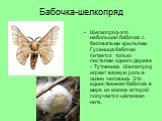 Бабочка-шелкопряд. Шелкопряд-это небольшая бабочка с беловатыми крыльями. Гусеница бабочки питается только листьями одного дерева – Тутовника. Шелкопряд играет важную роль в жизни человека. Это единственная бабочка в мире из кокона которой получается шёлковая нить.