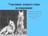 Участники второго этапа исследования. Собаки и кролик после полета на высоту 212 км (1956 г.)