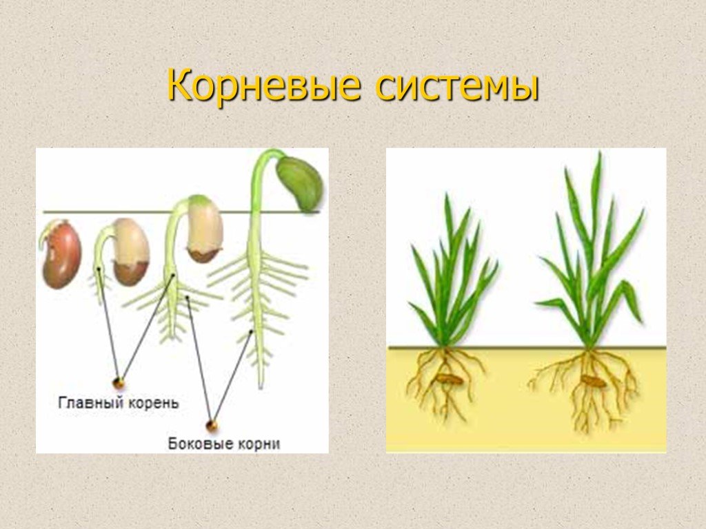 Пшеница это однодольное или двудольное. Корневая система покрытосеменных растений. Однодольных цветковые корневая система. Корень однодольного растения. Развитие корневой системы пшеницы и фасоли.
