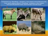 Непарнокопытные. Верхний ряд – лошадиные, слева направо: лошадь Пржевальского, квагга, дикий африканский осёл. Нижний ряд – носороговые, слева направо: суматранский двурогий носорог, чёрный носорог, яванский носорог