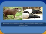 Непарнокопытные, семейство тапировые. Слева обыкновенный тапир, справа – чепрачный тапир