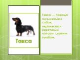 Та́кса — порода мисливських собак; вирізняється короткими лапами і довгим тулубом.