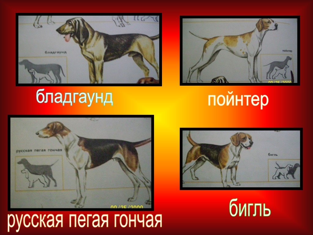 Рассмотрите фотографию собаки породы бигль и выполните задания