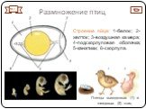Строение яйца: 1-белок; 2-желток; 3-воздушная камера; 4-подскорлуповая оболочка; 5-канатики; 6-скорлупа. Птенцы выводковых (1) и гнездовых (2) птиц. № 7