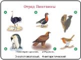 Многообразие птиц. Отряд Пингвиныт. пингвины: 1-императорский; 2-Адели; 3-золотоволосый; 4-антарктический
