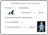 Особенности пингвинов. Живут в южном полушарии. Пингвины не могут летать. Задние конечности превращены в ласты. Пищу добывают в воде. У взрослых птиц нет пуховых перьев.