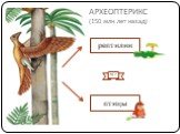 АРХЕОПТЕРИКС (150 млн лет назад). птицы рептилии № 2