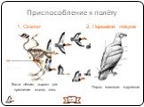 Приспособление к полёту. 1. Скелет 2. Перьевой покров № 10. Перья: маховые и рулевые. Кости лёгкие; вырост для крепления мышц- киль