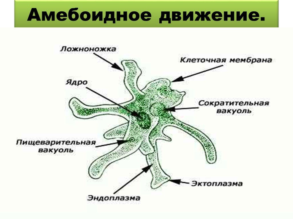 3 саркодовые. Тип Саркодовые ( Sarcodina ). Амебоидный Тип передвижения животных. Тип Саркодовые амеба. Тип простейшие protozoa класс Саркодовые Sarcodina.