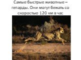 Самые быстрые животные – гепарды. Они могут бежать со скоростью 120 км в час
