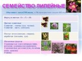 Семейство Лилейные. Объединяет около1300 видов, в РФ произрастают свыше 600 видов.