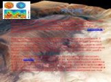 Рельеф. Две трети поверхности Марса занимают светлые области, получившие название материков, около трети — тёмные участки, называемые морями. Моря сосредоточены, в основном, в южном полушарии планеты, между 10 и 40° широты. В северном полушарии есть только два крупных моря — Ацидалийское и Большой С