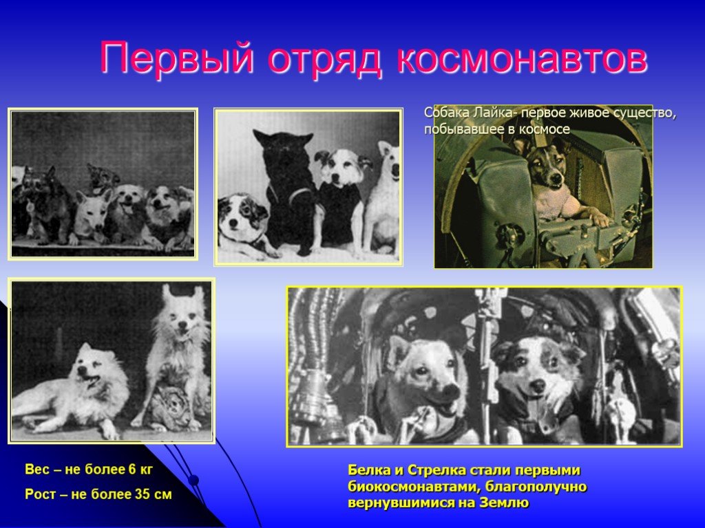 Первые собаки в космосе год. Собаки-космонавты Звездочка Чернушка стрелка и белка. Собаки космонавты лайка белка и стрелка. Первые собаки в космосе. Первая собака полетевшая в космос.